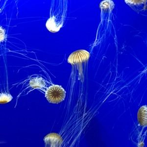 Meet your Posher, Iris